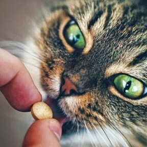 بهداشت مراقبت و نگهداری حیوانات