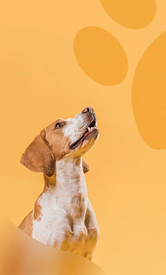 غذای خشک سگ و گربه خارجی