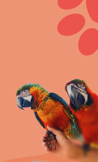 خوراک جوندگان و پرندگان